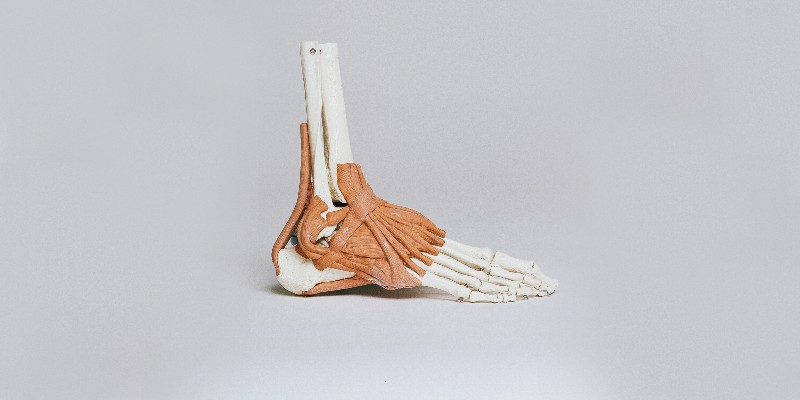 ankle and foot bones